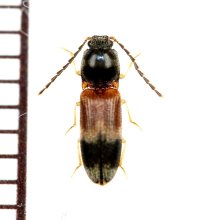 アリバチ擬態のコメツキムシの一種　Elateridae species　♂　 ベトナム南部
