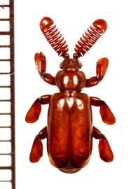 ヒゲブトオサムシの一種　Homopterus species　メキシコ