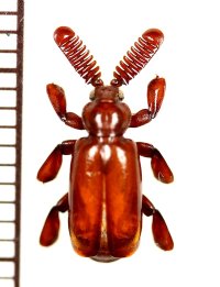 ヒゲブトオサムシの一種　Homopterus species　メキシコ