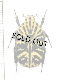 ハナムグリの一種　Gymnetis radiicollis　♂　メキシコ