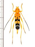 ハレギカミキリの一種　Acrocyrtidus argenteofasciatus　♀　ベトナム北東部