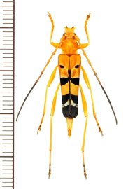 ハレギカミキリの一種　Acrocyrtidus argenteofasciatus　♀　ベトナム北東部