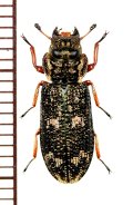 コクヌストの一種　Xenoglena species　ベトナム北東部