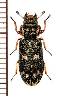 コクヌストの一種　Xenoglena species　ベトナム北東部