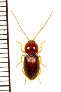 コメツキムシの一種　Elateridae species　♀　 ベトナム南部