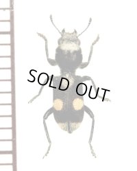 アリバチ擬態のカッコウムシの一種　Cleridae species　メキシコ