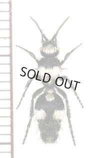 アリバチの一種　Mutillidae species　♀　モンゴル