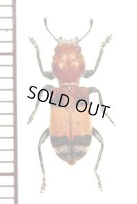 アリバチ擬態のカッコウムシの一種　Enoclerus ichneumoneus　アメリカ合衆国