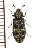 オオゴマダラコクヌスト　1頭　福島県