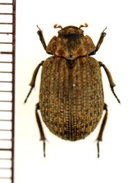 コブスジコガネの一種　Omorgus species　フィリピン（ルソン島）
