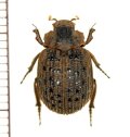 コブスジコガネの一種　Omorgus species　オーストラリア