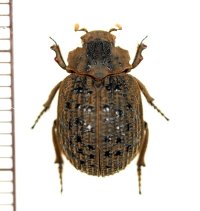 コブスジコガネの一種　Omorgus species　オーストラリア
