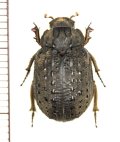 コブスジコガネの一種　Omorgus species　オーストラリア