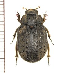 コブスジコガネの一種　Omorgus species　オーストラリア