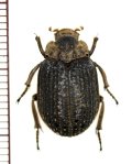 コブスジコガネの一種　Omorgus species　ナミビア