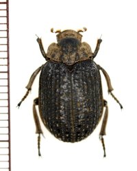 コブスジコガネの一種　Omorgus species　ナミビア