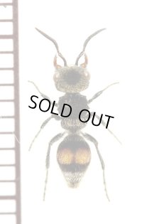 アリバチの一種　Mutillidae species　♀　ペルー