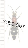 アリバチの一種　Mutillidae species　♀　アンゴラ