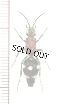 アリバチの一種　Mutillidae species　♀　アンゴラ
