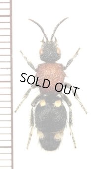 アリバチの一種　Mutillidae species　♀　 タンザニア