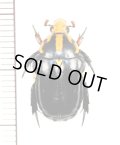 アリノスハナムグリの一種 　Campsiura nigripennis　♀　 ベトナム南部