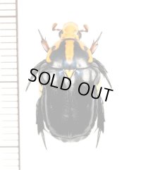 アリノスハナムグリの一種 　Campsiura nigripennis　♀　 ベトナム南部