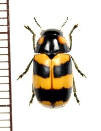ナガツツハムシの一種　Clytrinae species　ベトナム南部