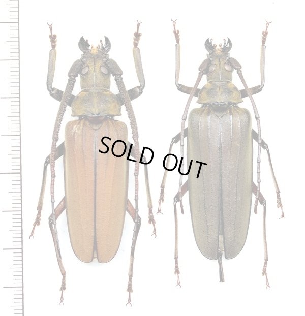 画像1: ウスバカミキリ　先島諸島亜種　大型ペア　♂59.8mm♀58.5mm　石垣島