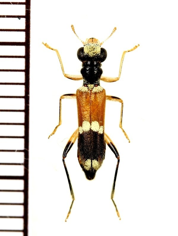 画像1: アリバチ擬態のメダカカッコウムシの一種 　Hydnocerinae species　ベトナム中部