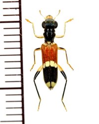 アリバチ擬態のメダカカッコウムシの一種 　Hydnocerinae species　ベトナム中部