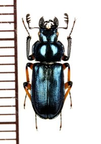 ユキグニコルリクワガタ　♂　新潟県