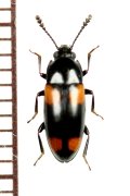 オオキノコムシの一種　Erotylidae species　フィリピン（ミンダナオ島）