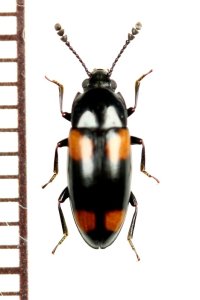オオキノコムシの一種　Erotylidae species　フィリピン（ミンダナオ島）