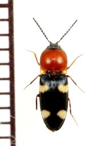 アリバチ擬態のコメツキムシの一種　Elateridae species　フィリピン（ミンダナオ島）