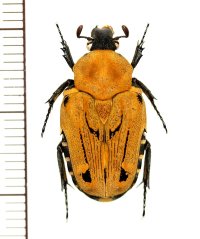 キオビエグリハナムグリ　Taeniodera flavofasiata　♀　ベトナム北東部