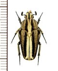 エグリハナムグリの一種　Meroloba suturalis　♀　ベトナム南部