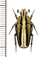 エグリハナムグリの一種　Meroloba suturalis　♀　ベトナム南部