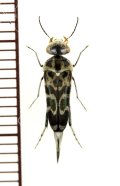 イシガキオビハナノミ　♂　石垣島