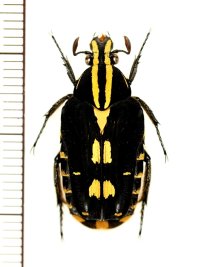 エグリハナムグリの一種　Euselates schoenfeldti　♂　ベトナム南部