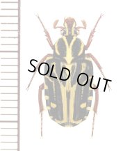 エグリハナムグリの一種　Taeniodera monacha　♀　ベトナム南部