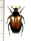アリノスハナムグリの一種 　Campsiura mirabilis　♂　 ベトナム北東部