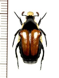 アリノスハナムグリの一種 　Campsiura mirabilis　♂　 ベトナム北東部