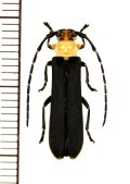 ホタル擬態のカミキリムシの一種　Linda femorata　♀　 ベトナム北東部