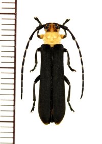ホタル擬態のカミキリムシの一種　Linda femorata　♀　 ベトナム北東部