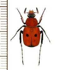 トラハナムグリの一種　Paratrichius cruentus　♂　ベトナム北東部