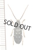 ナガフナガタムシの一種　Dascillidae species　ベトナム北東部