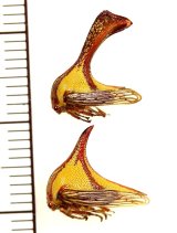 トゲツノゼミの一種　Umbonia crassicornis　ペア　メキシコ