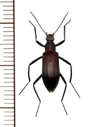 チャイロナガキマワリ　♂　石垣島