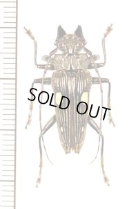 カミキリムシの一種　Sepicana albomaculata　♂　インドネシア（ニューギニア島）