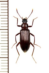 コクロナガキマワリ　♀　石垣島